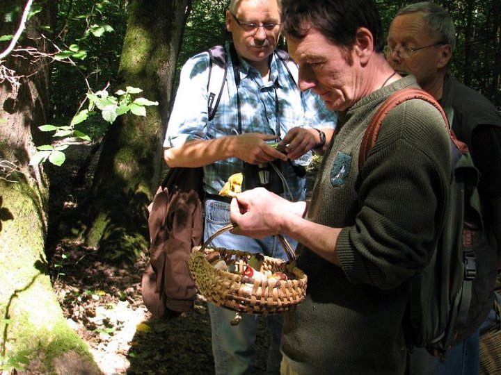 2011-07-31-Mycologie dans le bois des Plainvaux